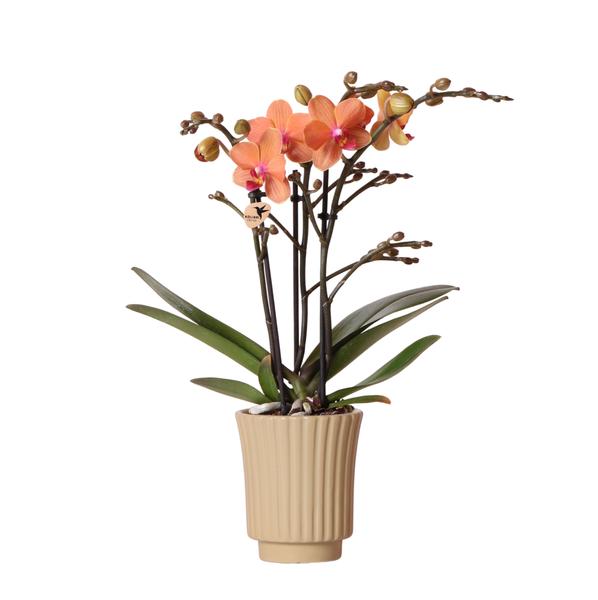 Nachtfalterorchidee orange – Phalaenopsis Orchidee – Mineral Bolzano – ↕ ca. 35–45 cm – Ø 9 cm | Retro-Topf Khaki