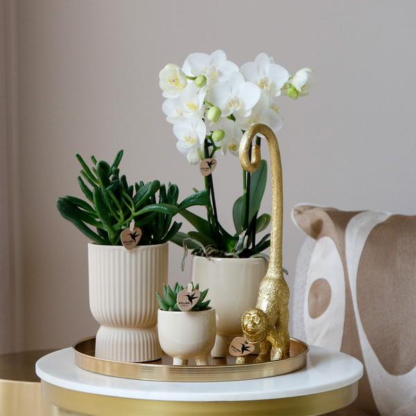 Nachtfalterorchidee - Phalaenopsis - ↕ ca. 40 cm - Ø 9 cm | 3er-Set Luxury Living inkl. Keramik-Ziertöpfen