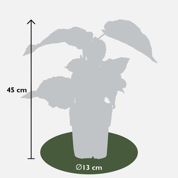 Kiwi – Actinidia deliciosa Jenny – ↕ 45 cm – Ø 13 cm