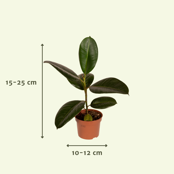 Außenseiterbox – 8 Zimmerpflanzen Mix – Ø 12 cm