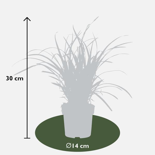Japan-Segge – Carex morrowii Ice Dance – ↕ 30 cm – Ø 14 cm
