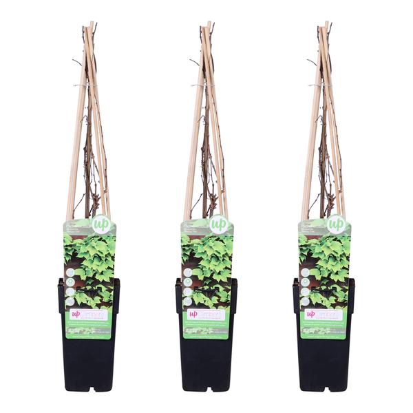 3x Wilder Wein – Parthenocissus tricuspidata 'Veitch Boskoop' – ↕ 65 cm – Ø 15 cm