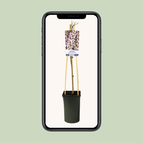 Glyzinie – Wisteria floribunda 'Rosea' +light Label – ↕ 65 cm – Ø 15 cm