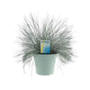 Schwingel – Festuca Glauca Intense Blue® – ↕ 35 cm – Ø 17 cm