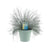 Schwingel – Festuca Glauca Intense Blue® – ↕ 35 cm – Ø 17 cm