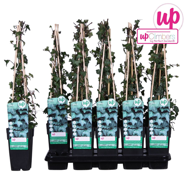 Efeu – Hedera helix – ↕ 65 cm – Ø 15 cm