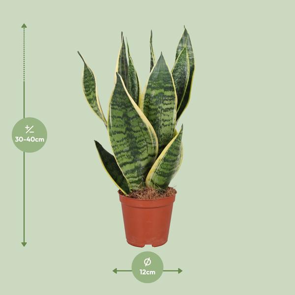 Bogenhanf - Sansevieria Trifasciata Futura Superba - ↕ 40 cm - Ø 12 cm
