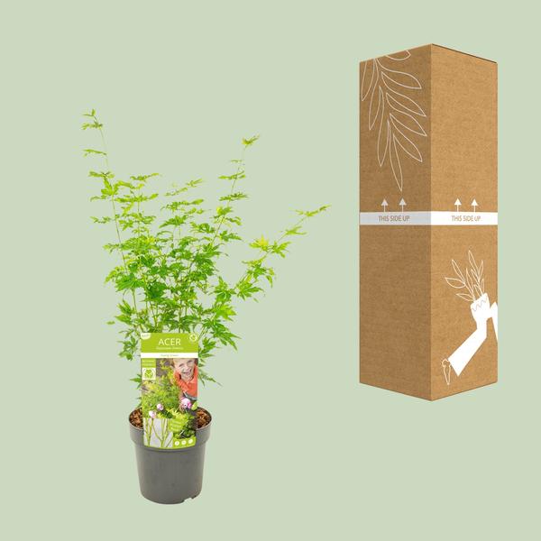 Fächerahorn – Acer palmatum Going Green – ↕ 50 cm – Ø 19 cm