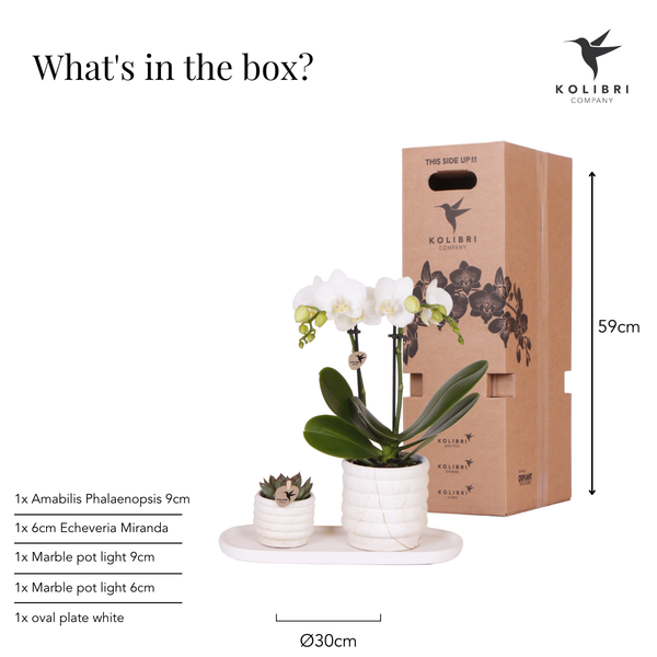Nachtfalterorchidee - Phalaenopsis - ↕ ca. 35 cm - Ø 9 cm | 2er-Set Slow Living Small auf weißem organischen Tablett