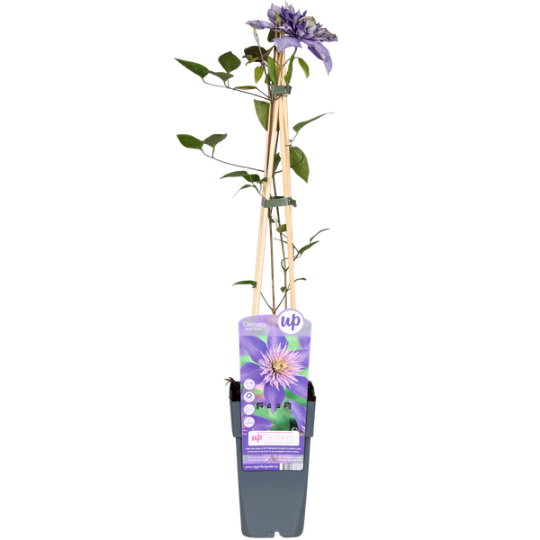 Clematis Multi Blue – ↕ 65 cm – Ø 15 cm