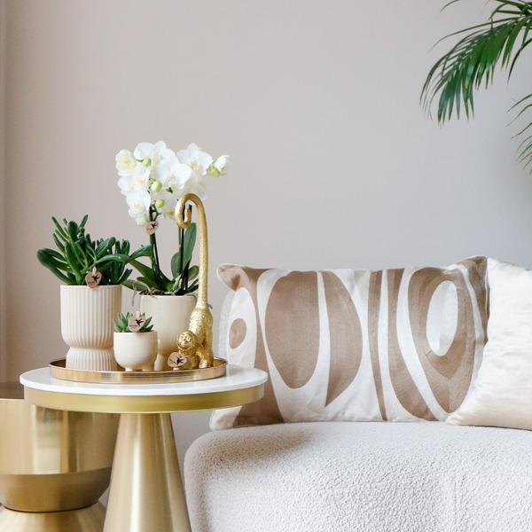 Nachtfalterorchidee - Phalaenopsis - ↕ ca. 40 cm - Ø 9 cm | 3er-Set Luxury Living inkl. Keramik-Ziertöpfen