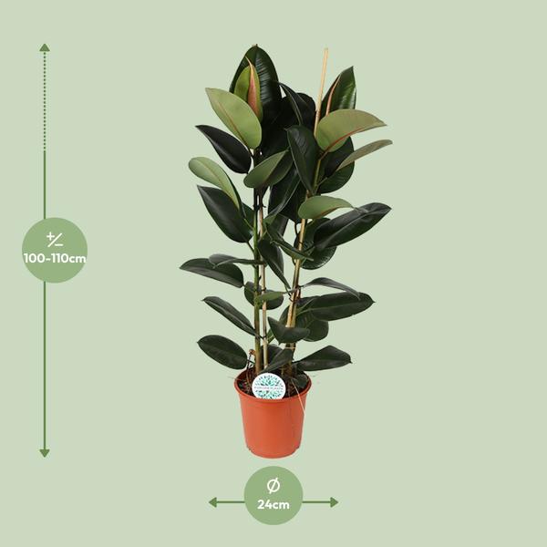 Gummibaum - Ficus Elastica Robusta - ↕ 110 cm - Ø 24 cm