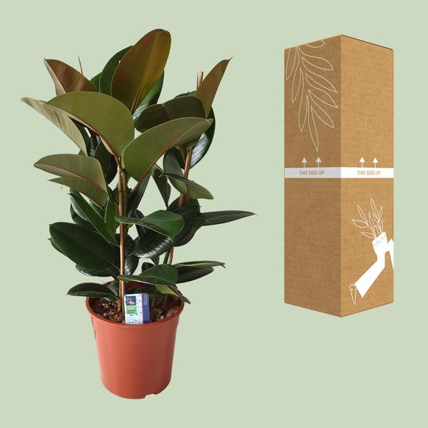Gummibaum - Ficus Elastica Robusta - ↕ 80 cm - Ø 27 cm