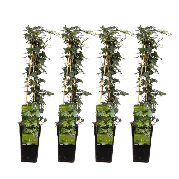 4x Efeu – Hedera helix – ↕ 65 cm – Ø 15 cm