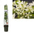 Sternjasmin – Trachelospermum jasminoides +light Label – ↕ 65 cm – Ø 15 cm