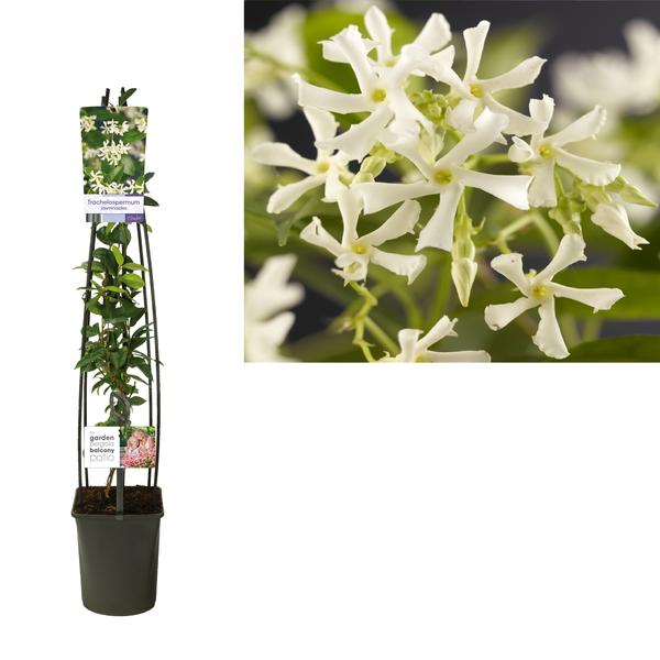 Sternjasmin – Trachelospermum jasminoides +light Label – ↕ 65 cm – Ø 15 cm