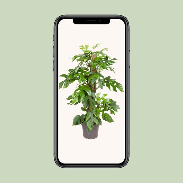 Fensterblatt - Monstera Minima - ↕ 80 cm - Ø 19 cm