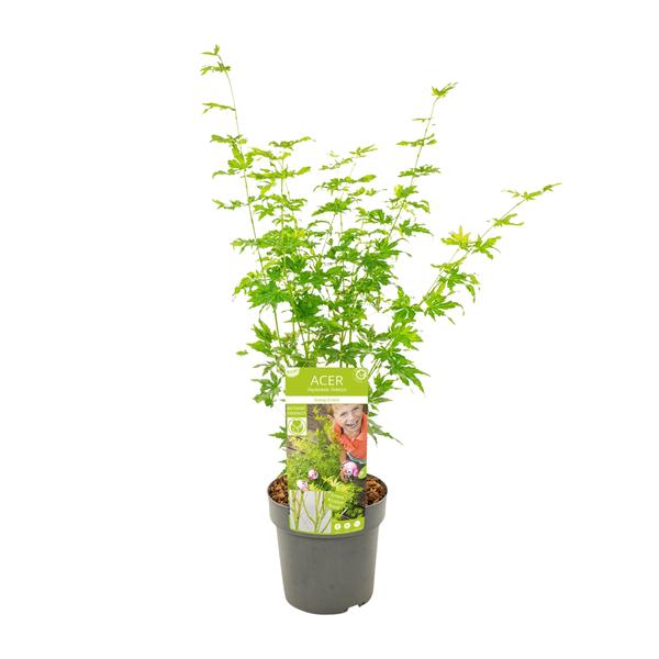 Fächerahorn – Acer palmatum Going Green – ↕ 50 cm – Ø 19 cm