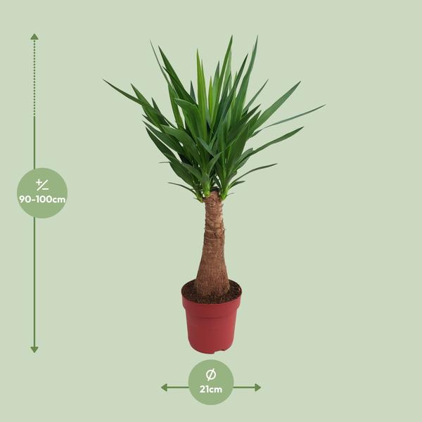 Palmlilie - Yucca Maya Tree - ↕ 100 cm - Ø 21 cm