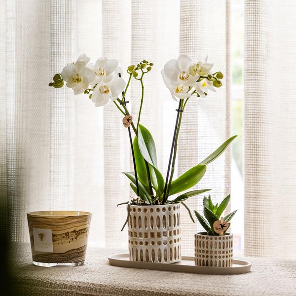 Pflanzenset Le Chic Small – Phalaenopsis Amabilis weiß & Sukkulente – inkl. Keramiktöpfe auf organischem Tablett Creme