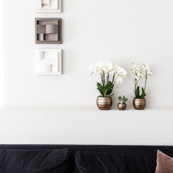 Nachtfalterorchidee - ↕ 35 cm - Ø 9 cm | 2er-Set Home Hub grau klein mit kupferfarbenen Deko-Töpfen & schwarzem Tablett