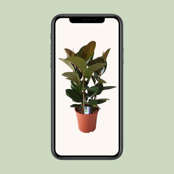 Gummibaum - Ficus Elastica Robusta - ↕ 80 cm - Ø 27 cm