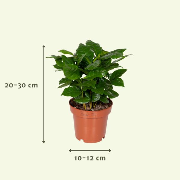 Überraschungsbox – 8 Zimmerpflanzen-Mix – ↕ 25 cm – Ø 12 cm