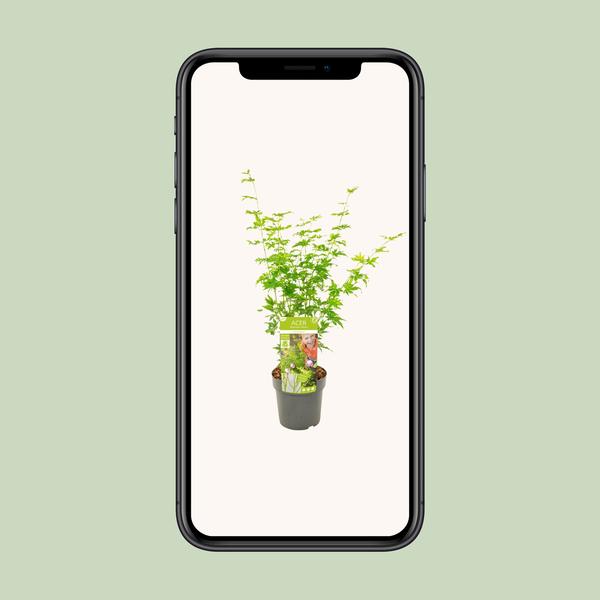 Fächerahorn – Acer palmatum Going Green – ↕ 50 cm – Ø 19 cm