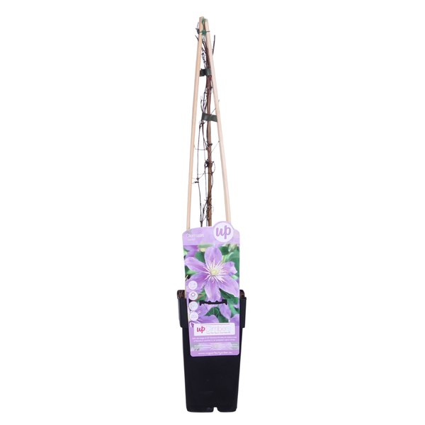 Clematis Justa – ↕ 65 cm – Ø 15 cm