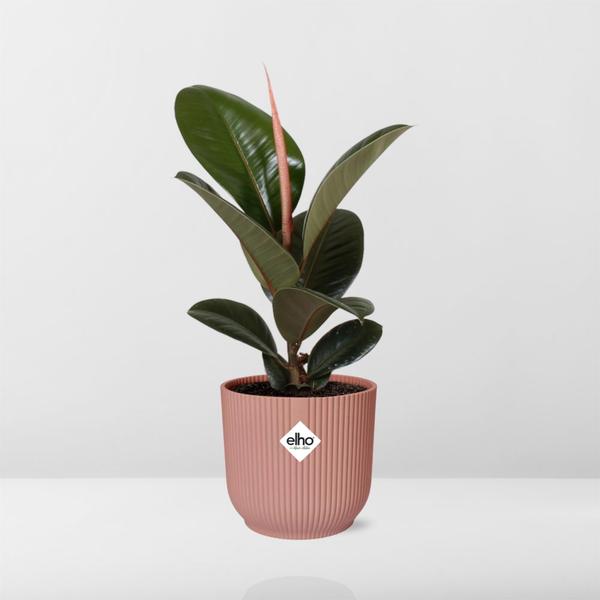 Gummibaum - Ficus Elastica Robusta - ↕ 59 cm - Ø 14 cm | ELHO Vibes Fold Übertopf rosa
