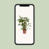 Homalomena – Rubescens Maggy – ↕ 90 cm – Ø 24 cm