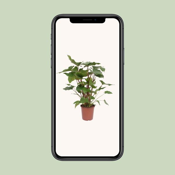 Homalomena – Rubescens Maggy – ↕ 90 cm – Ø 24 cm