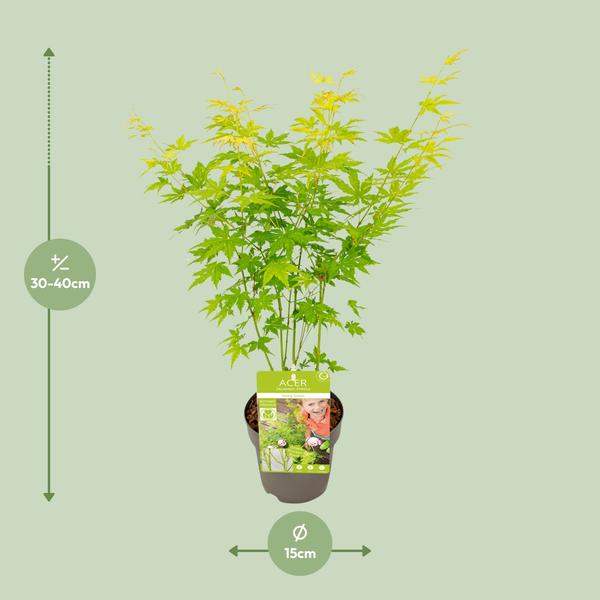 Fächerahorn – Acer palmatum Going Green – ↕ 30 cm – Ø 15 cm