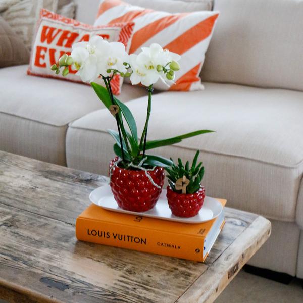 Nachtfalterorchidee weiß & Rhipsalis – Set auf Bambustablett