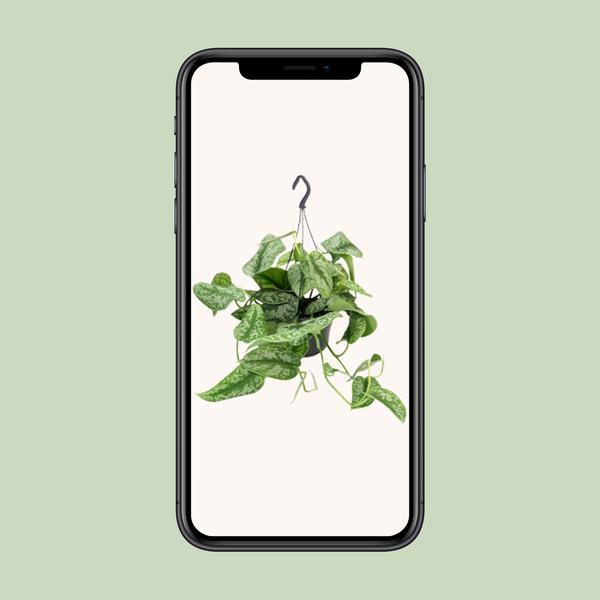 Efeutute – Scindapsus Pictus Trebie – ↕ 25 cm – Ø 15 cm
