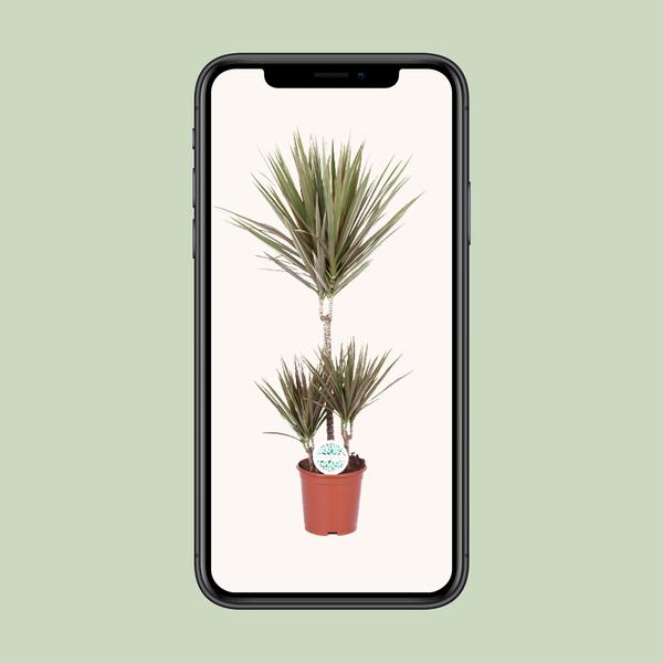 Drachenbaum - Dracaena Bicolor - ↕ 95 cm - Ø 21 cm