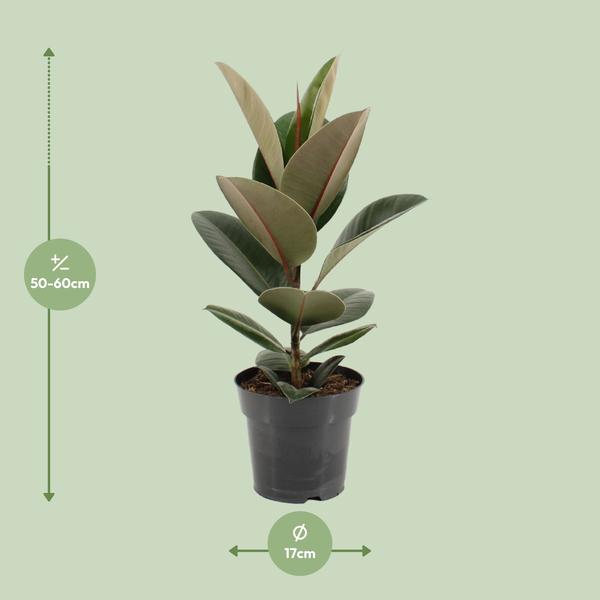 Gummibaum - Ficus Elastica Robusta - ↕ 55 cm - Ø 17 cm