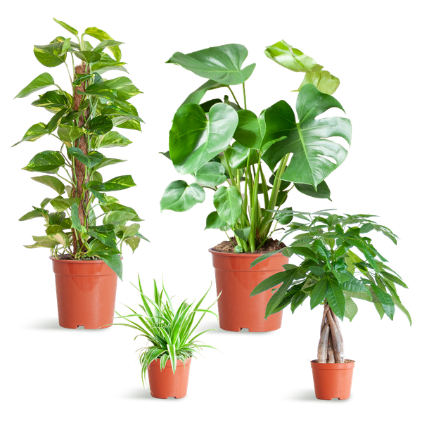 4x Pflegeleichte Zimmerpflanzen - Grünlilie, Glückskastanie, Efeutute & Monstera - ↕ 25–80 cm - Ø 12–21 cm