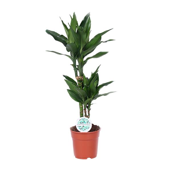Drachenbaum - Dracaena Janet Lind - ↕ 70 cm - Ø 17 cm