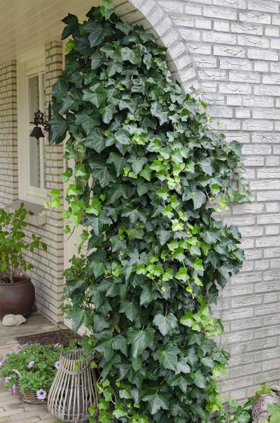 Efeu – Hedera helix – ↕ 65 cm – Ø 15 cm