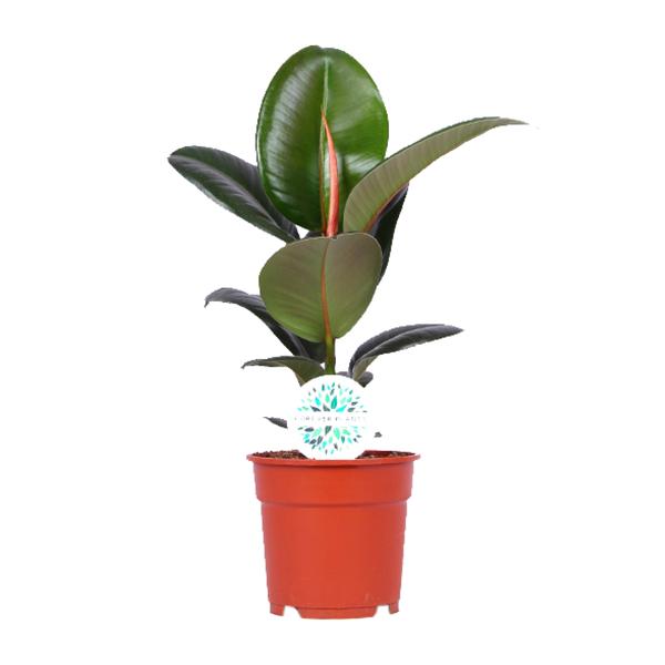 Gummibaum - Ficus Elastica Robusta - ↕ 55 cm - Ø 17 cm