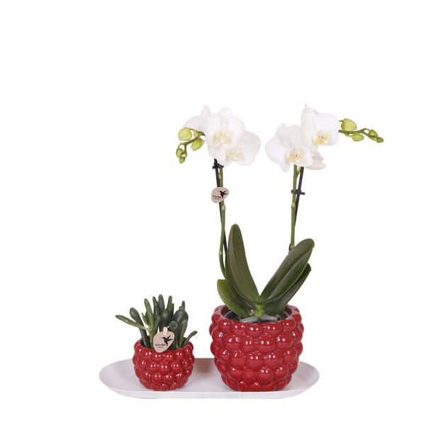 Nachtfalterorchidee weiß & Rhipsalis – Set auf Bambustablett