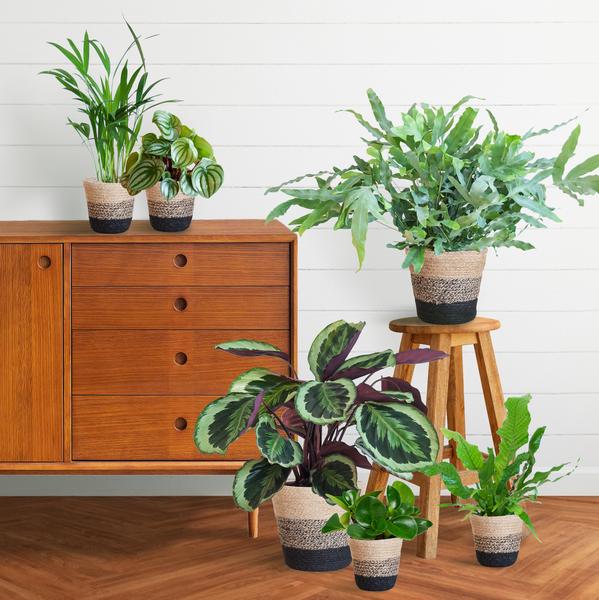 6x Haustierfreundliche Zimmerpflanzen - Goldpalme, Krokodilfarn, Blaufarn, Calathea & 2x Peperomia - ↕ 20–60 cm - Ø 12 cm | inkl. Jute-Korb Lissabon & Terima Kasih