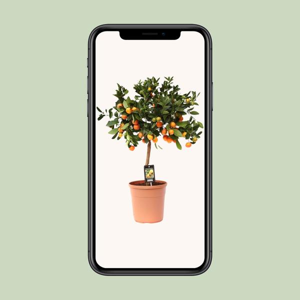 Calamondinorange – Citrus Calamondin – ↕ 80 cm – Ø 22 cm