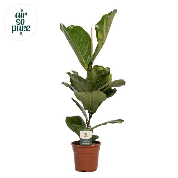 Geigen-Feige - Ficus Lyrata - ↕ 60 cm - Ø 17 cm