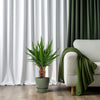 Palmlilie - Yucca Tres Cañas - ↕ 70 cm - Ø 19 cm