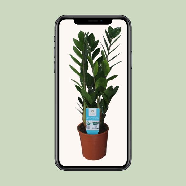 Glücksfeder - Zamioculcas Zamiifolia - ↕ 55 cm - Ø 14 cm