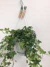 Efeu - Hedera Helix Groen - ↕ 17 cm - Ø 17 cm | Hängetopf Wit / Basic