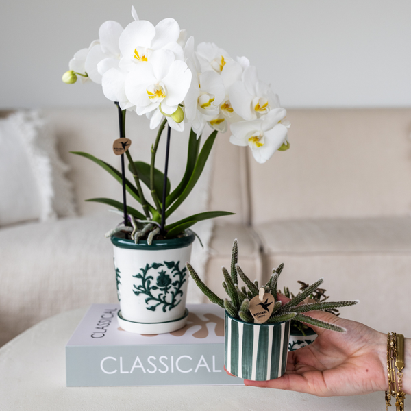 Nachtfalterorchidee & Sukkulente - ↕ 40 cm - Ø 9 cm | 2er-Set: Amabilis im Malaga-Topf & grüne Sukkulente im Painted Stripe-Topf Ø 9 cm & Ø 6 cm