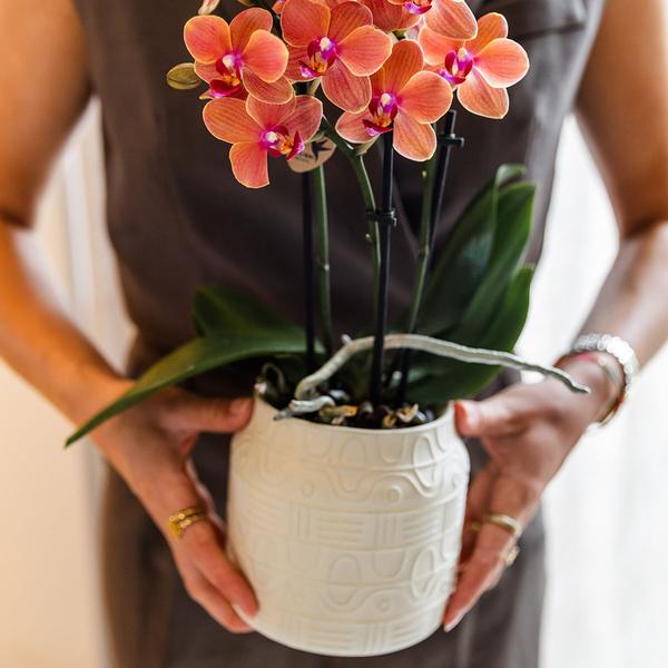 Nachtfalterorchidee - Orange Orchidee Bolzano - ↕ 40 cm - Ø 9 cm | Hieroglyph Ziertopf Off White
